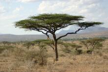 Schirmakazie im Samburu NP